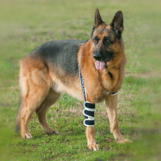 Balto Dog Elbow Brace BT SOFT Alpha Mobility UK Dog / Pet