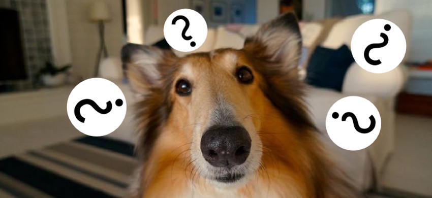 DogQuestion