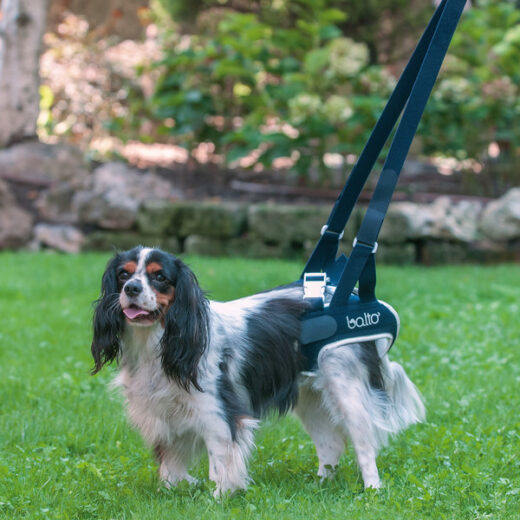 Balto Dog Hip Brace With Handle BT UP Alpha Mobility UK Dog