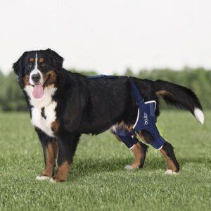 A dog back brace to Lift and Carry your dog - Alpha Mobility AUSTRALIA -  Dog / Pet Braces, Rehabilitation