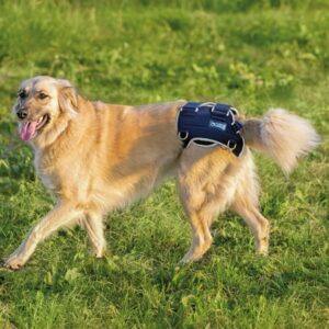 Balto-BT-LIFE-Dog-Brace-1-1