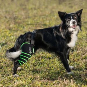 Balto – Dog Knee Brace – BALTO SPORT AGILE