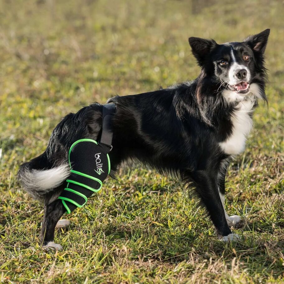 Balto Dog Hock Brace BT HOCK Alpha Mobility UK Dog / Pet Braces