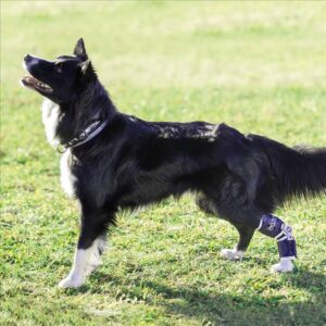 Balto Flexor – Dog Hinged Hock Brace